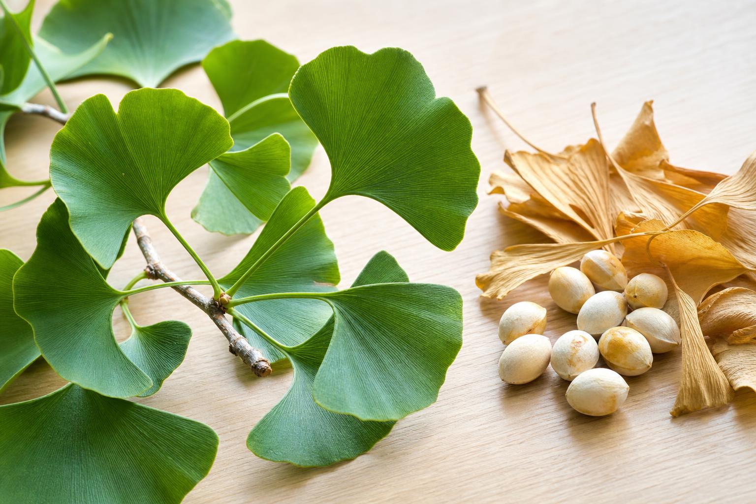 Ginkgo Biloba