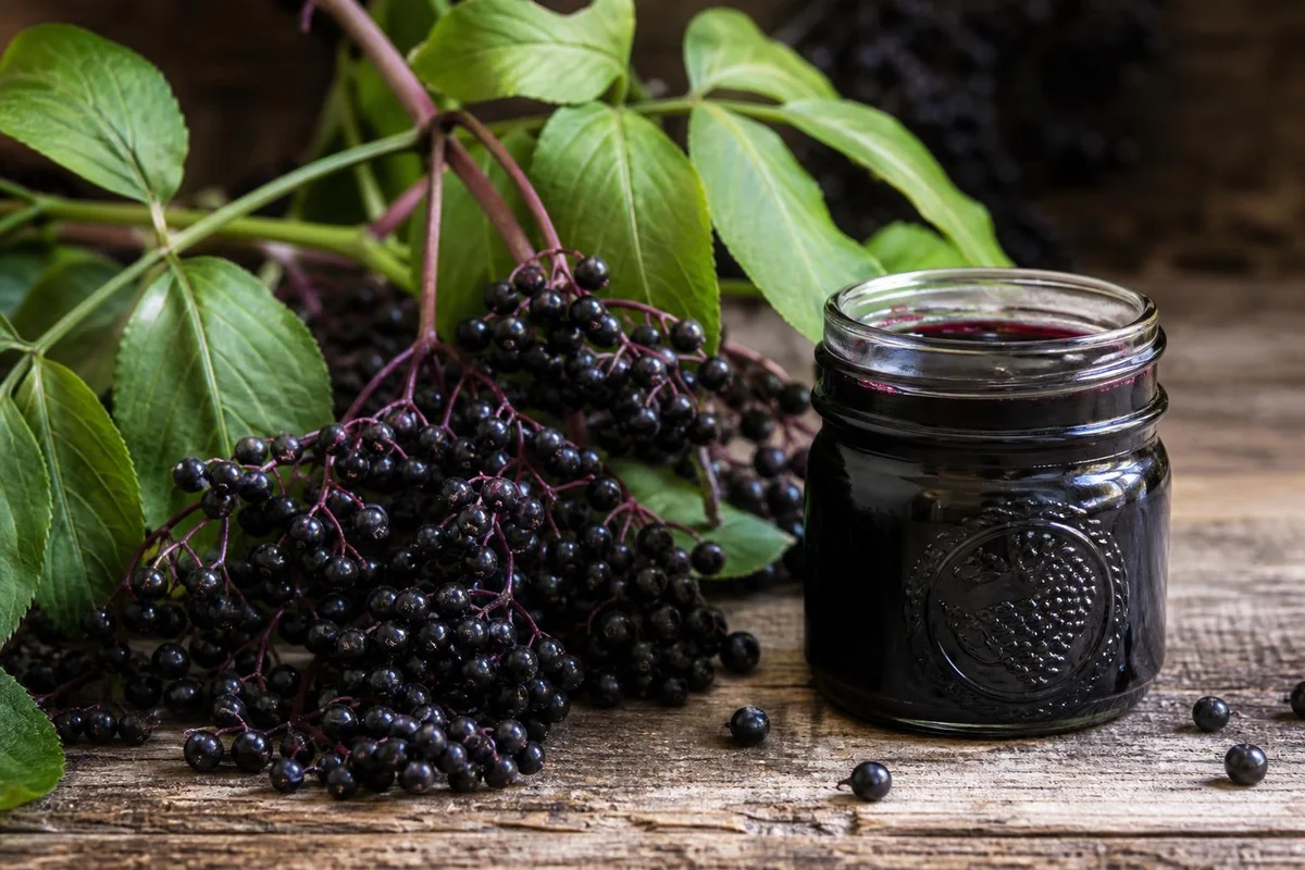 Dark purple elderberries with leaves and a jar of elderberry syrup