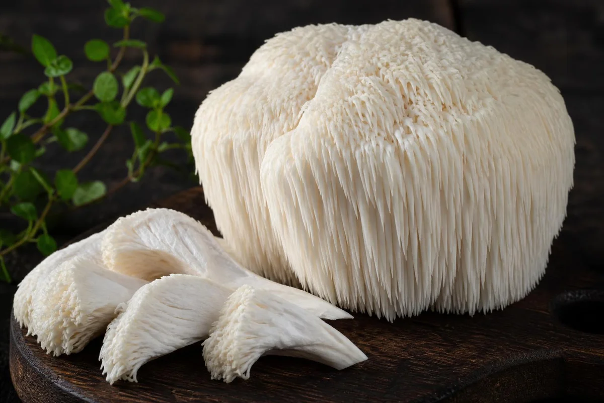 Lion's Mane monograph visual