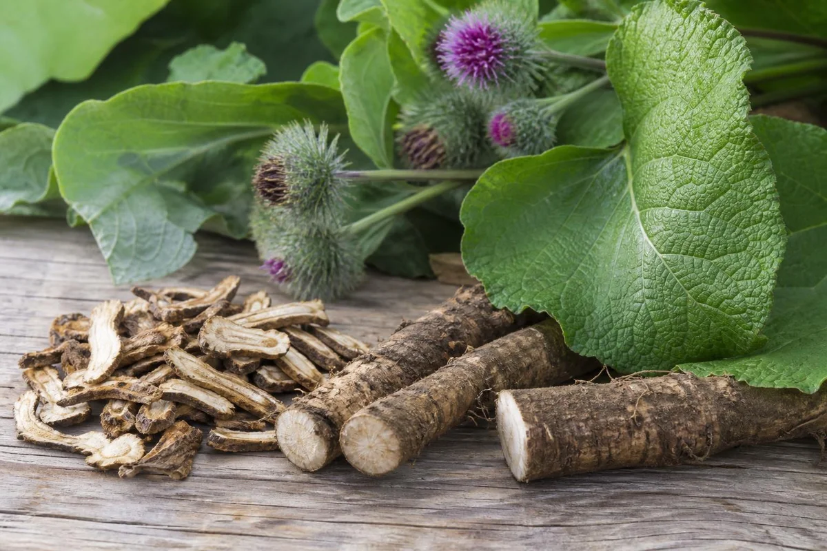 Burdock monograph visual