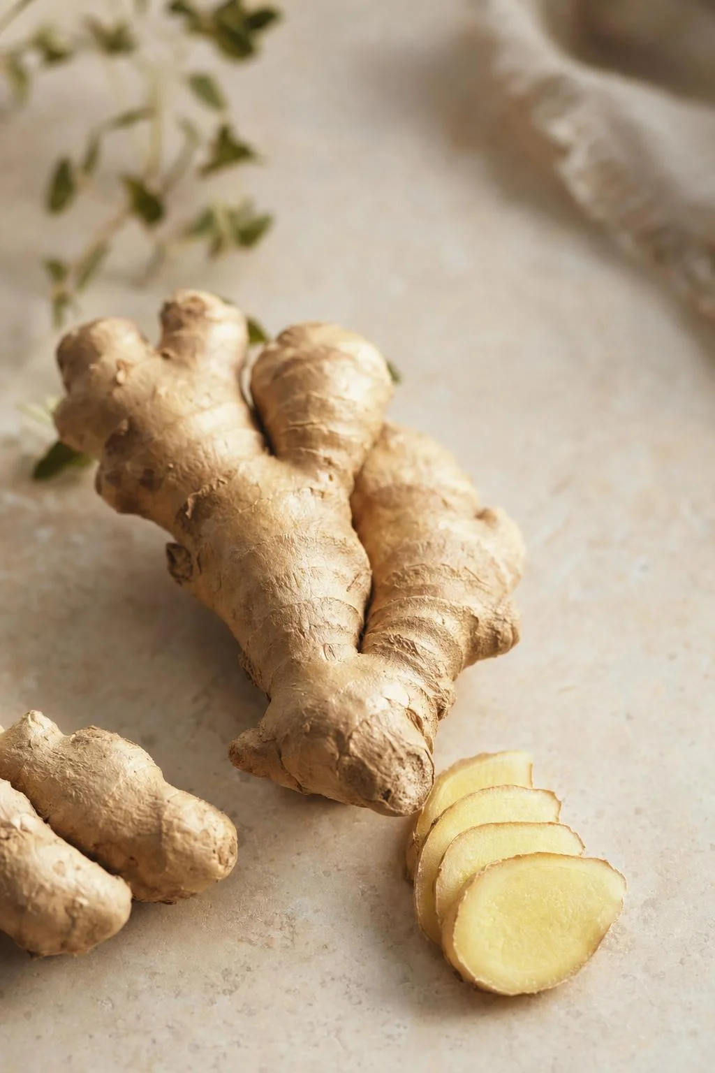 Ginger Zingiber Officinale monograph visual