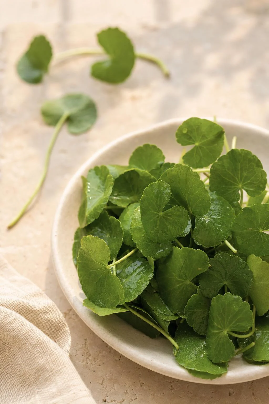 Gotu Kola Centella Asiatica monograph visual