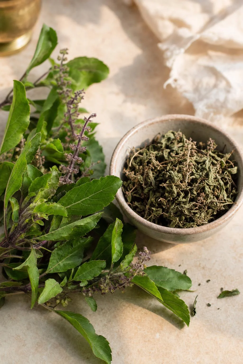 Holy Basil / Tulsi Ocimum Tenuiflorum monograph visual