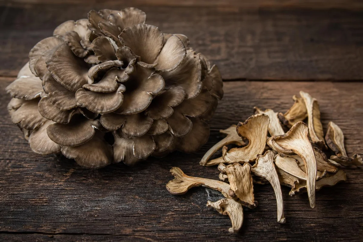 Turkey Tail monograph visual